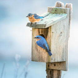 blue birds visit a bird house in a park